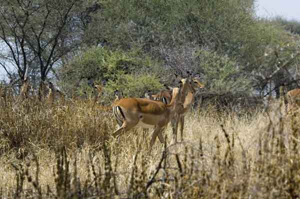 71 - Tanzania - Impalas  - parque nacional de Tarangire